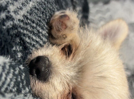 2 gorgeous teacup chihuahuas looking for their forever home