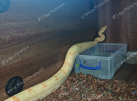 Male sunglow boa