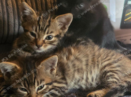 Kittens for sale
