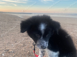 9 weeks old pup for sale