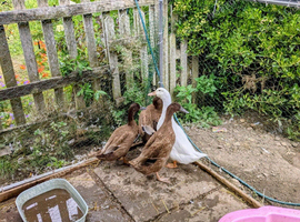 Ducks! Free to good home