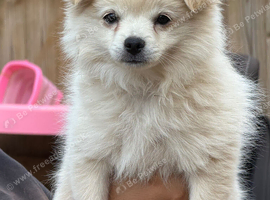 Pomchi Girl