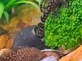 Bristlenose plecos
