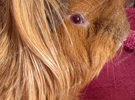 Peruvian red lilac point boar 6 mths