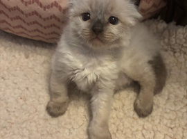 Stunning ragdoll ready soon