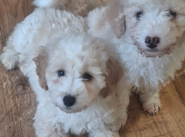 Beautiful very fluffy mailtopoo pups