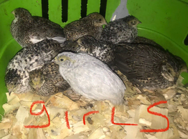 SEXED CHINESE PAINTED BUTTON QUAILS !