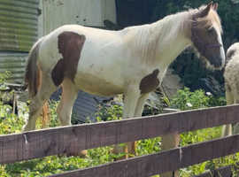 URGENT GRAZING OR LIVERY NEEDED NEAR NE21