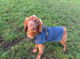 Lovely Boy