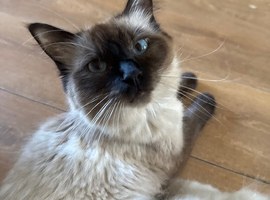 Last male ragdoll