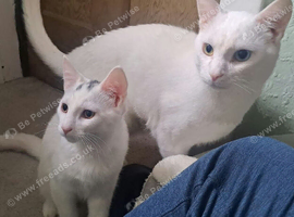 1 kitten left! Ready for new home now