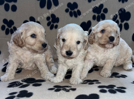 BEAUTIFUL F1 CAVAPOO PUPPIES EXTENSIVELY HEALTH TESTED PARENTS