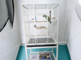 Baby Senegal with new cage