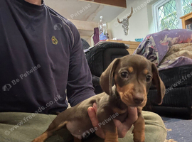 Miniature dachshund
