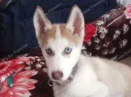 Canine (siberian) Husky