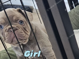 French bulldog s black tan and blue lilac
