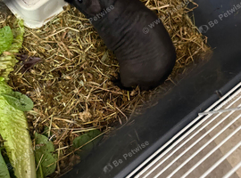 Beautiful male skinny pig