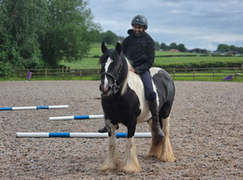Madina the super Cob! 14.1hh