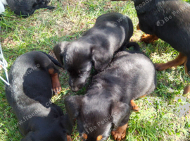 Dachund x toy poodle