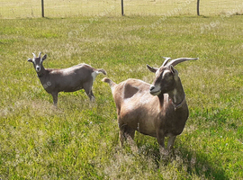 Toggenburg Goat Young Doe (Pedigree Billy Covered) & Doelings