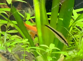 Lots of tropical fish