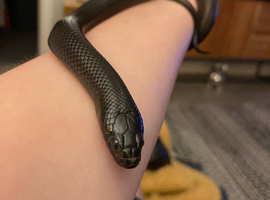 Male Mexican Black King Snake