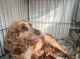 Cockapoos