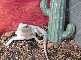 Hypo Zero female Bearded Dragon