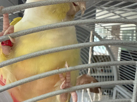 Pineapple conure