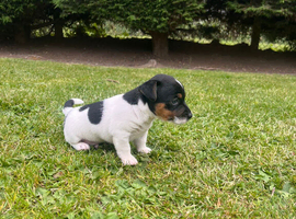 Miniature Jack Russel Pup