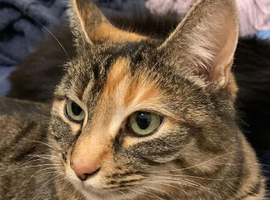 Petal