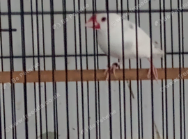 Javas
