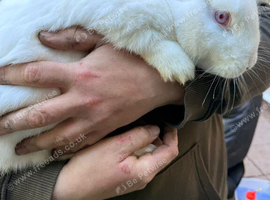 Albino new zealand