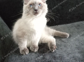 REDUCED! Boy &pound;400