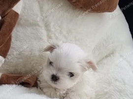 Teacup korean maltese pups