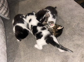 4 kittens ready to leave in 2 weeks