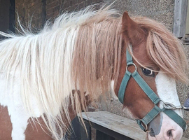 2 year old gypsy cob Colt