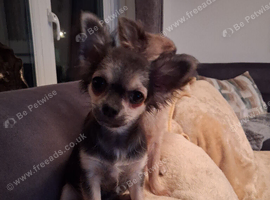 Beautiful Chihuhua