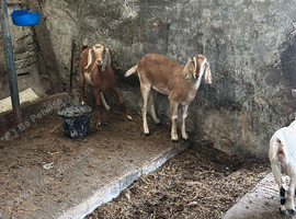 Boer cross nanny&rsquo;s
