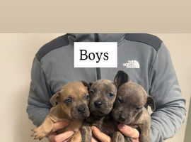 Staffy x Frenchie puppies 2 boys