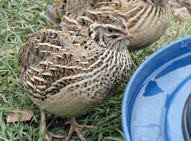 Mixed coloured Coturnix jumbo quail