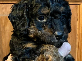 MINIATURE POODLE PUPPIES RED & TAN + BRINDLE