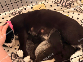 Kittens
