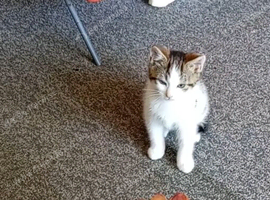 Make kitten