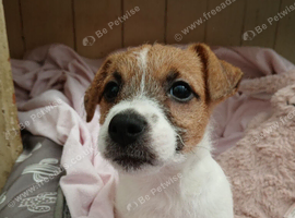 Beautiful Jack Russell puppy