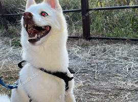 Looking for the Perfect Home for My Beautiful Boy