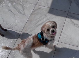 Cavapoo adult female