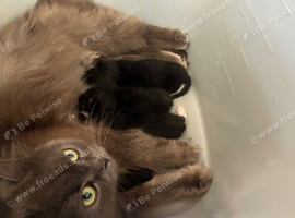 Cute kittens