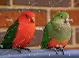 Australian King-Parrot