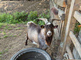 Pygmy billy available for hire